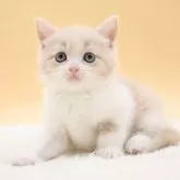 スコティッシュフォールド(立ち耳)