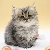 マンチカン(長足)