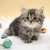 マンチカン(長足)