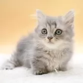 マンチカン(短足)