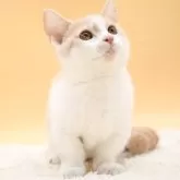 マンチカン(短足)