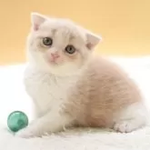 スコティッシュフォールド(折れ耳)