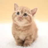 スコティッシュフォールド(立ち耳)