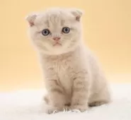 スコティッシュフォールド(折れ耳)【栃木県・男の子・2025年7月27日・クリームタビー】の写真2