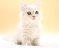 マンチカン(短足)【栃木県・男の子・2025年9月2日・クリーム】の写真2