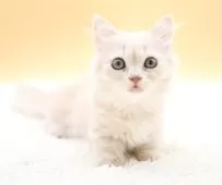 マンチカン(短足)【栃木県・男の子・2025年9月2日・クリーム】の写真3