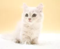 マンチカン(短足)【栃木県・男の子・2025年9月2日・クリーム】の写真4