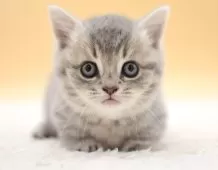 マンチカン(短足)【栃木県・男の子・2025年7月5日・ブルータビー】の写真10