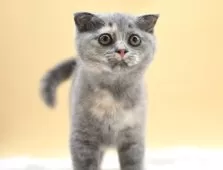 スコティッシュフォールド(折れ耳)【栃木県・女の子・2025年5月3日・ブルークリーム】の写真4