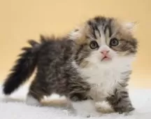 ミヌエット(長足)【栃木県・男の子・2025年8月1日・ブラウンタビー&ホワイト】の写真2