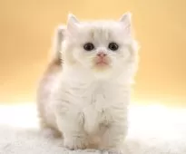 マンチカン(短足)【栃木県・男の子・2025年10月9日・クリーム&ホワイト】の写真5