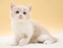 スコティッシュフォールド(立ち耳)【栃木県・女の子・2025年7月27日・クリーム&ホワイト】の写真5