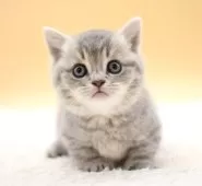 マンチカン(短足)【栃木県・男の子・2025年7月5日・ブルータビー】の写真11