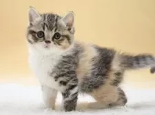 マンチカン(長足)【栃木県・女の子・2025年10月14日・キャリコ】の写真6