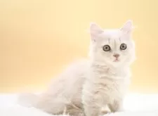 マンチカン(短足)【栃木県・男の子・2025年9月2日・クリーム】の写真6