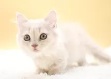 マンチカン(短足)【栃木県・男の子・2025年9月2日・クリーム】の写真7