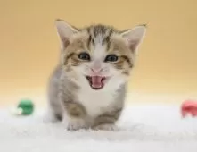 マンチカン(短足)【栃木県・男の子・2025年11月23日・ブラウンタビー&ホワイト】の写真8