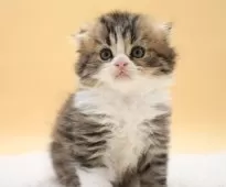 ミヌエット(長足)【栃木県・男の子・2025年8月1日・ブラウンタビー&ホワイト】の写真5