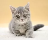 マンチカン(短足)【栃木県・男の子・2025年7月5日・ブルータビー】の写真6