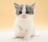 スコティッシュフォールド(立ち耳)【栃木県・男の子・2025年7月27日・ブルー&ホワイト】の写真9
