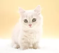 マンチカン(短足)【栃木県・男の子・2025年9月2日・クリーム】の写真9