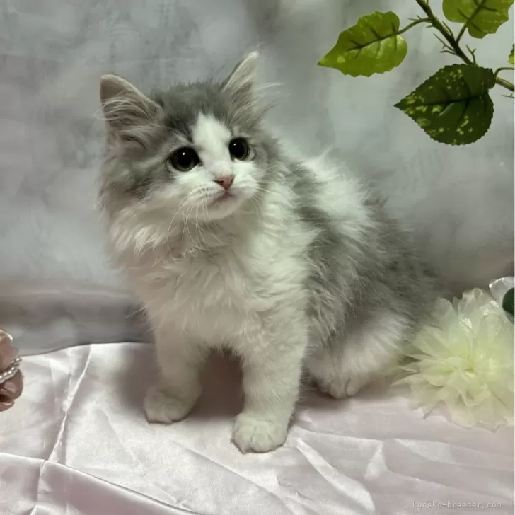 ID:2404-02966の子猫