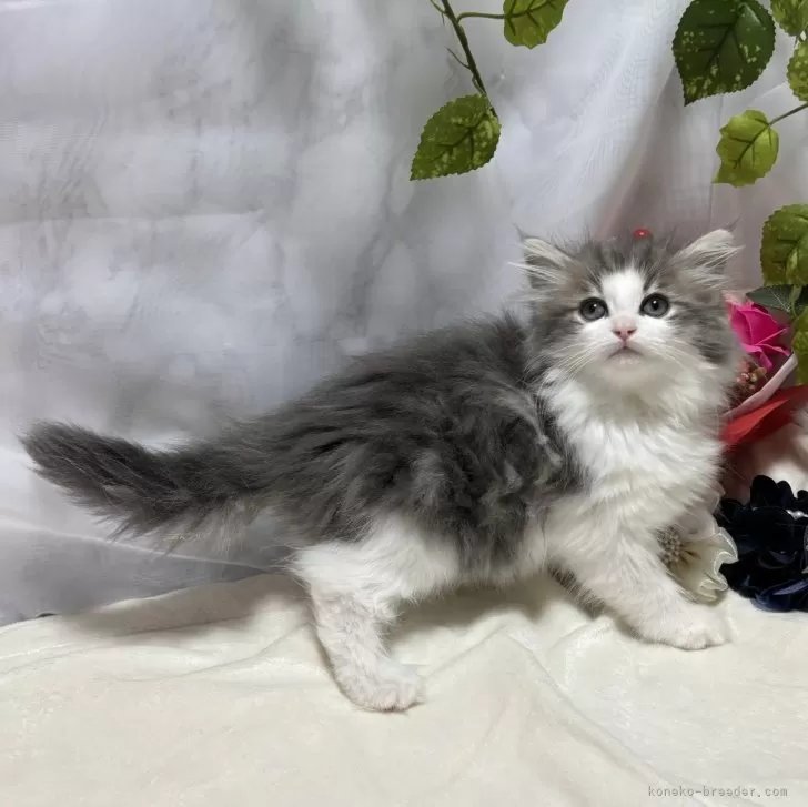 ID：2404-00794の子猫