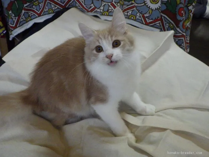 ID:2010-00896の子猫