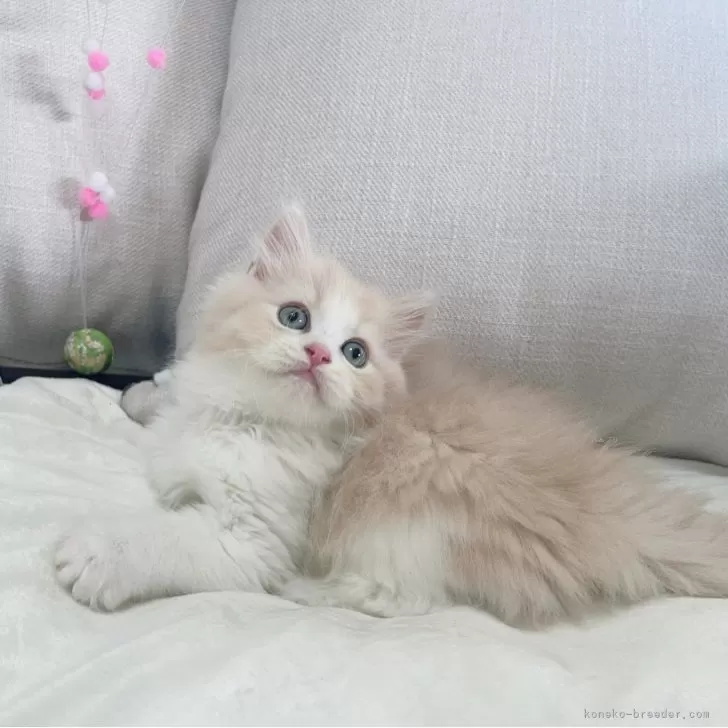 ID：2401-00421の子猫