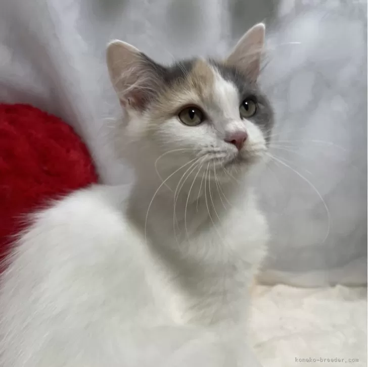 ID：2408-00330の子猫