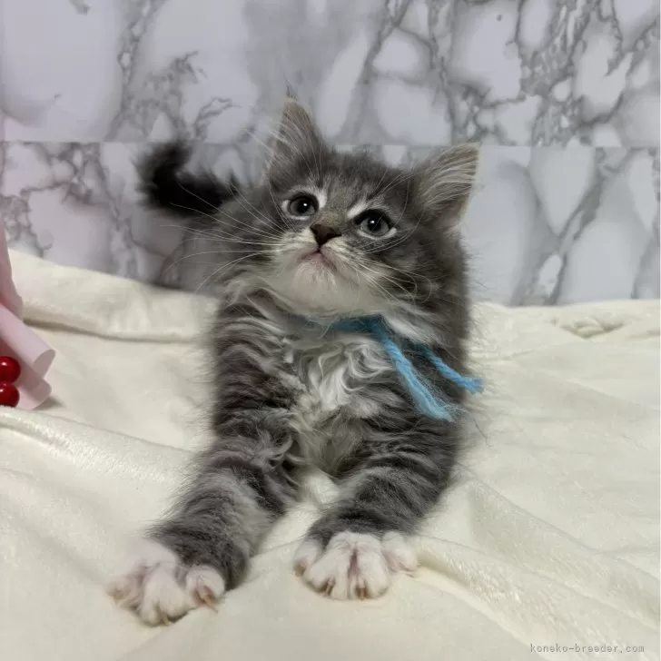 ID：2402-01144の子猫