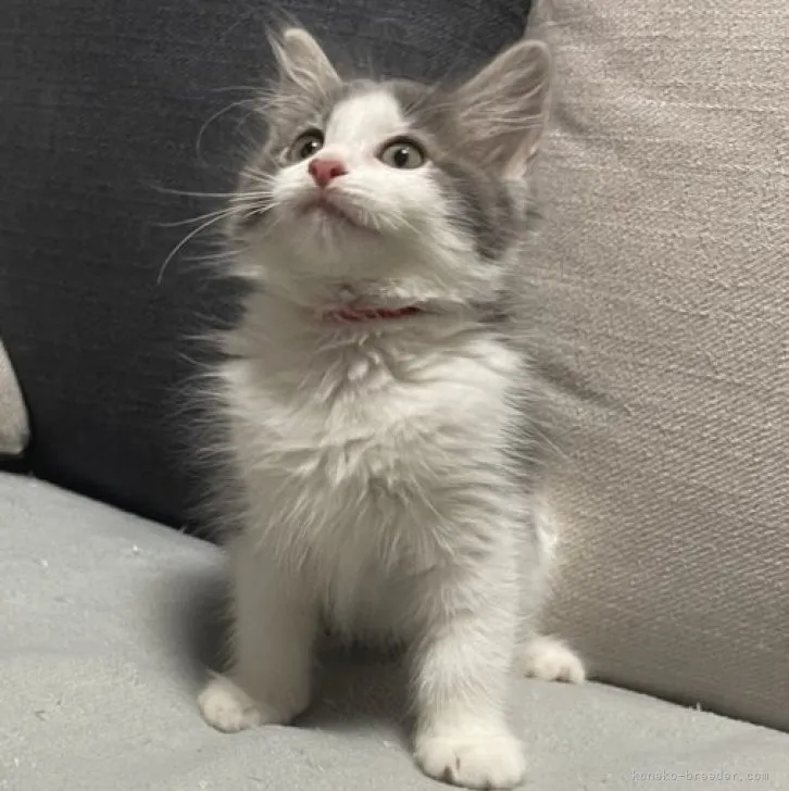 ID:2307-01526の子猫