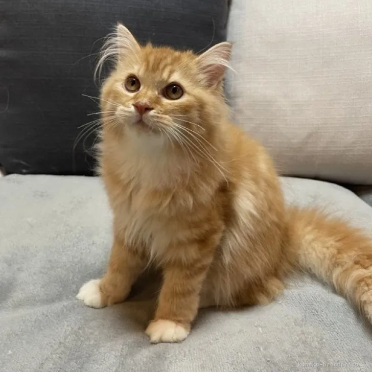 ID:2301-02215の子猫