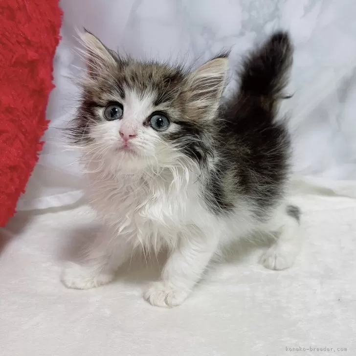 ID：2406-02981の子猫