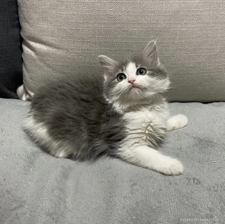 ID：2307-01515の子猫