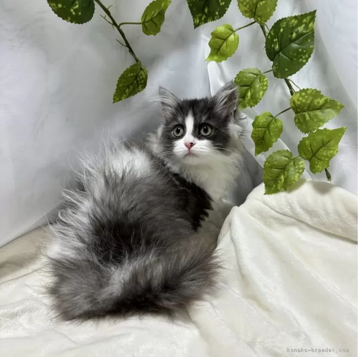 ID:2404-00782の子猫