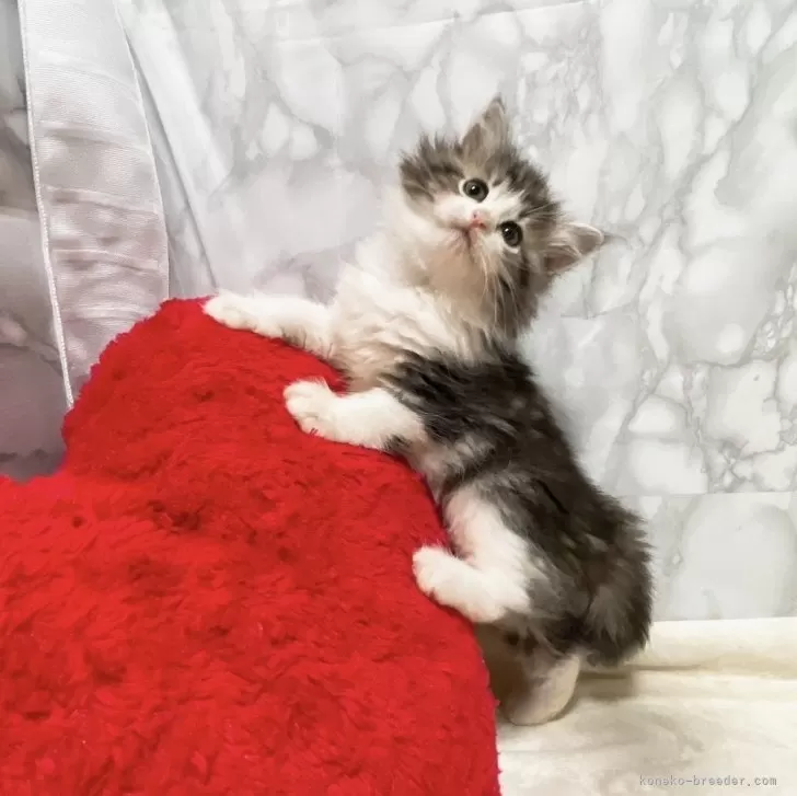 ID：2406-00528の子猫