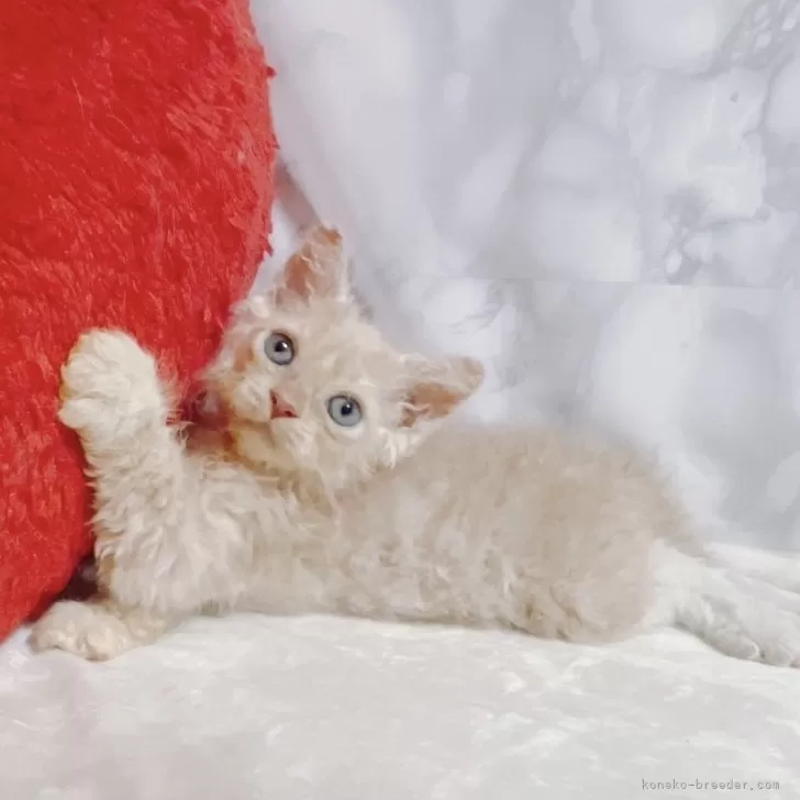 くまこ 様のお迎えした子猫