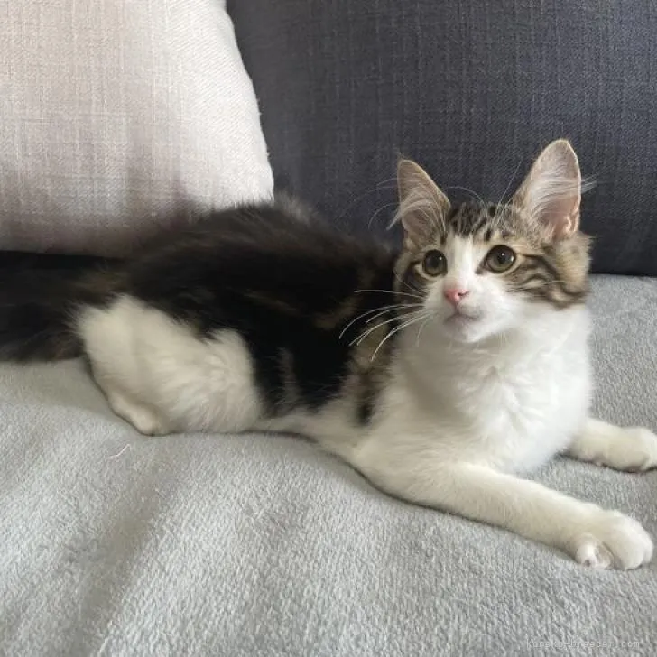 ID:2210-00474の子猫