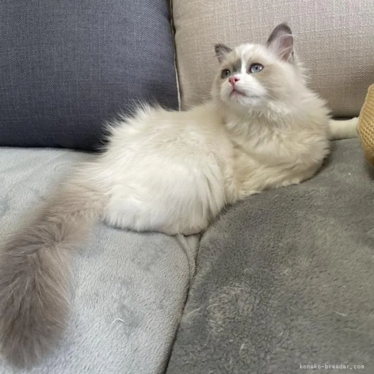 ID:2210-00515の子猫