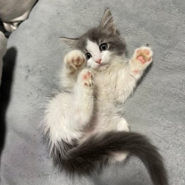 ノルウェージャン×ラグドール【大阪府・男の子・2023年4月30日・ブルー&ホワイト】の写真「人気猫種同士のミックスです。」
