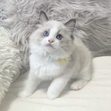 ラグドール【大阪府・男の子・2024年9月7日・シールポイントバイカラー】の写真「綺麗なブルー色の瞳で甘えん坊な男の子❤️」
