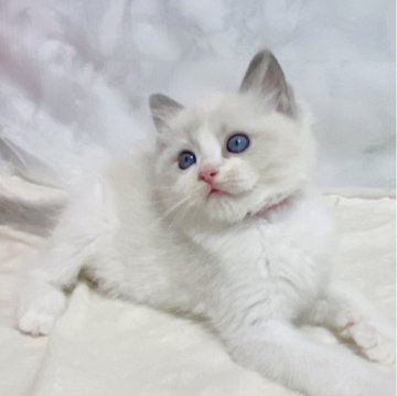 ラグドール【大阪府・男の子・2024年7月20日・ブルーポイントバイカラー】の写真「まぁるい目とお顔が可愛らしい‼️」