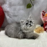 マンチカン(短足)