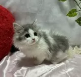 ラガマフィン【大阪府・女の子・2024年2月6日・ブルーアンドホワイト】の写真3