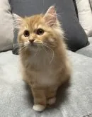 ラガマフィン【大阪府・男の子・2022年12月1日・レッドタビー】の写真4