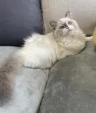 ラグドール【大阪府・男の子・2022年8月11日・ブルーポイント】の写真5