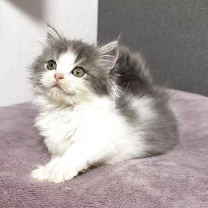 sasa 様のお迎えした子猫