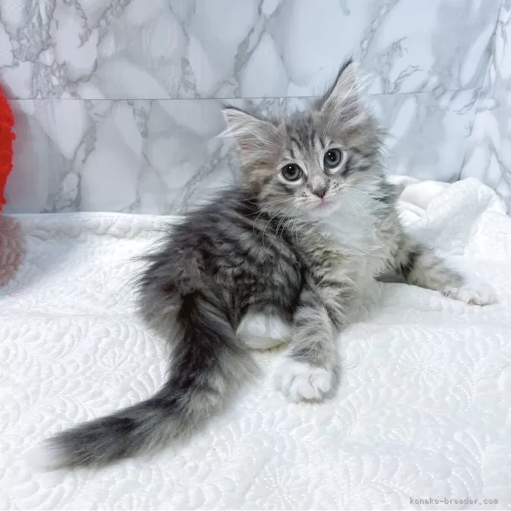 ID:2505-02946の子猫