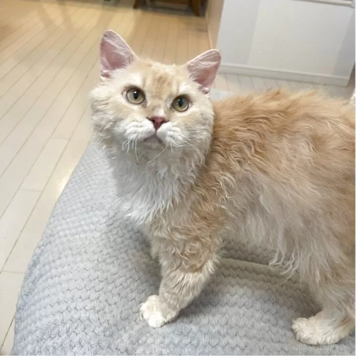 ID：2408-00586の子猫